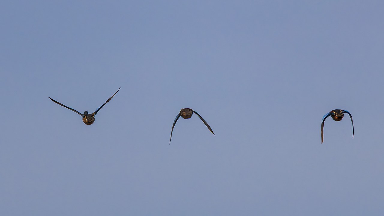 Three ducks flying head-on against a pale blue sky