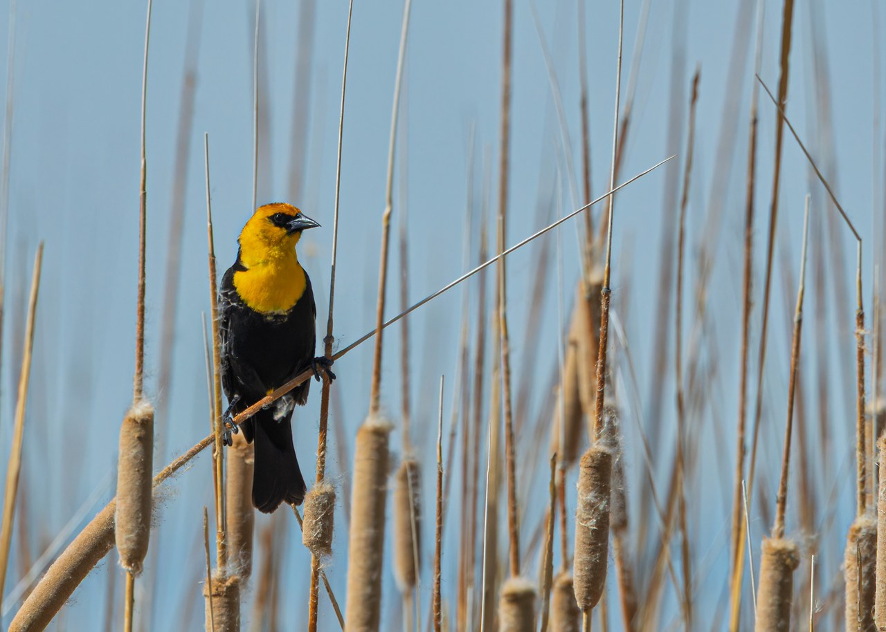 Yellow-headed Blackbird perched among cattails in spring marsh habitat