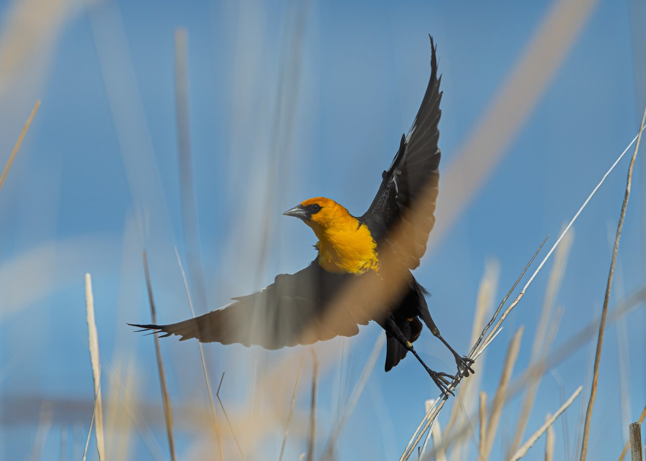 Yellow-headed Blackbird lifting off from reeds with wings raised