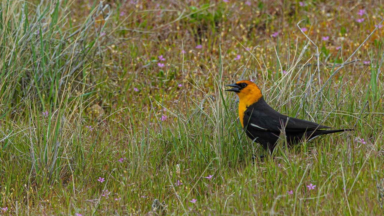 Yellow-headed Blackbird calling from native grass and small wildflowers near Willard Bay marsh habitat