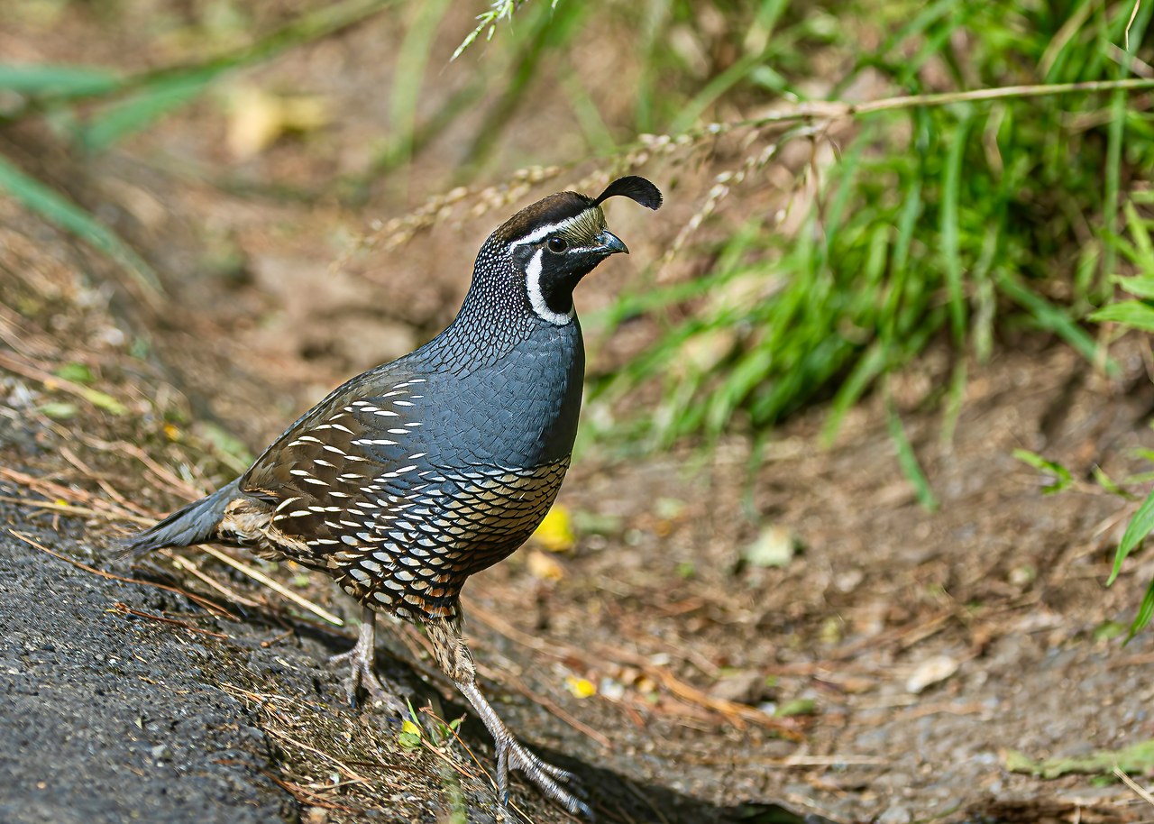 California Quail walking along a path inside Zealandia.