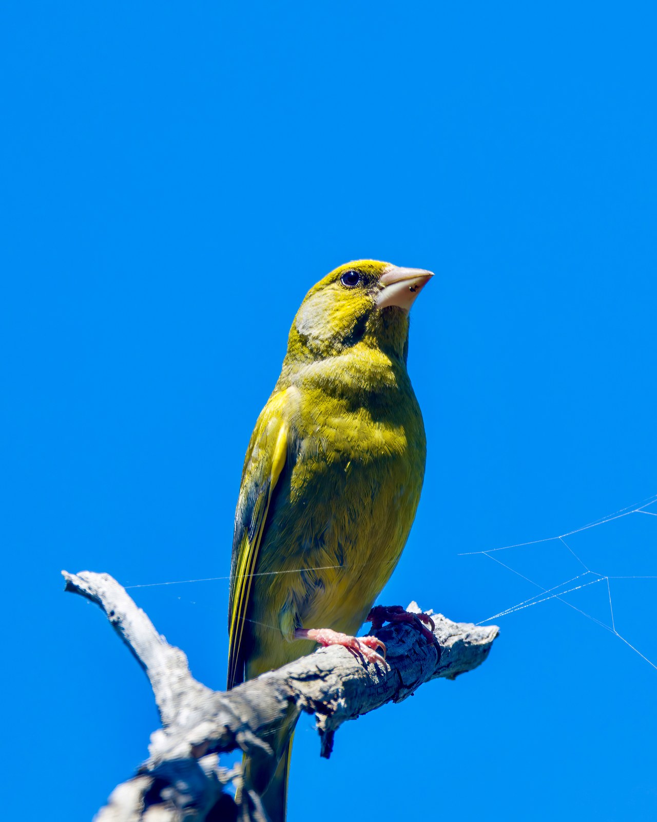 European Greenfinch perched on a bare branch against a deep blue sky in Wellington Botanic Garden, New Zealand.