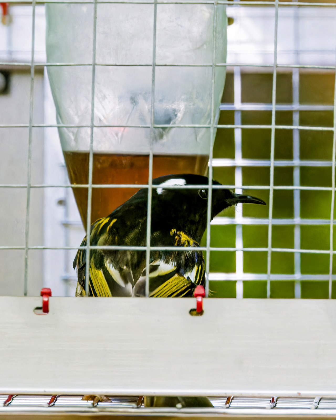 A Hihi visiting a nectar feeder at a Zealandia monitoring station during daylight.