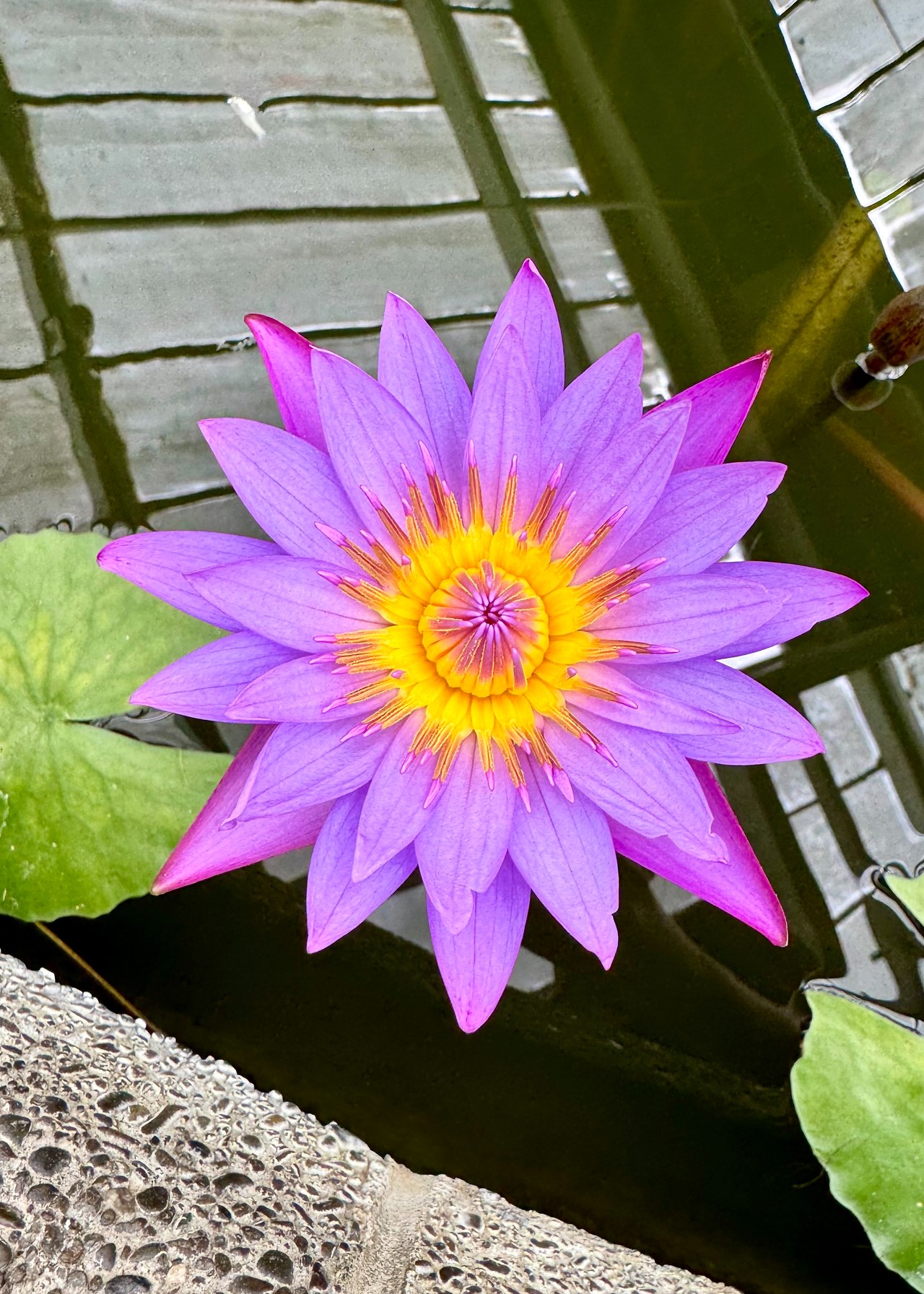 Purple water lily blooming among lily pads inside the Lady Norwood Begonia House at Wellington Botanic Garden.