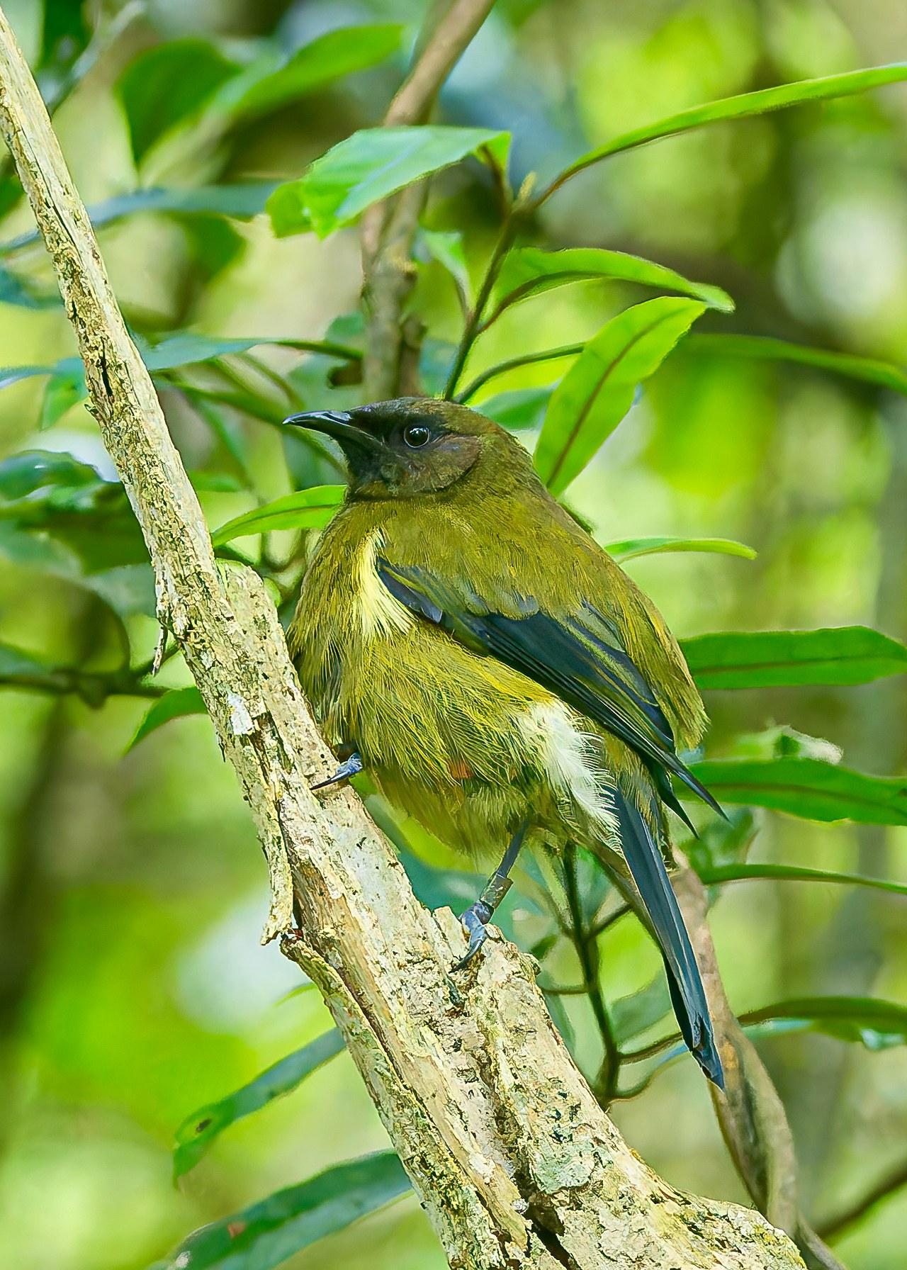 New Zealand Bellbird perched in green forest at Zealandia.