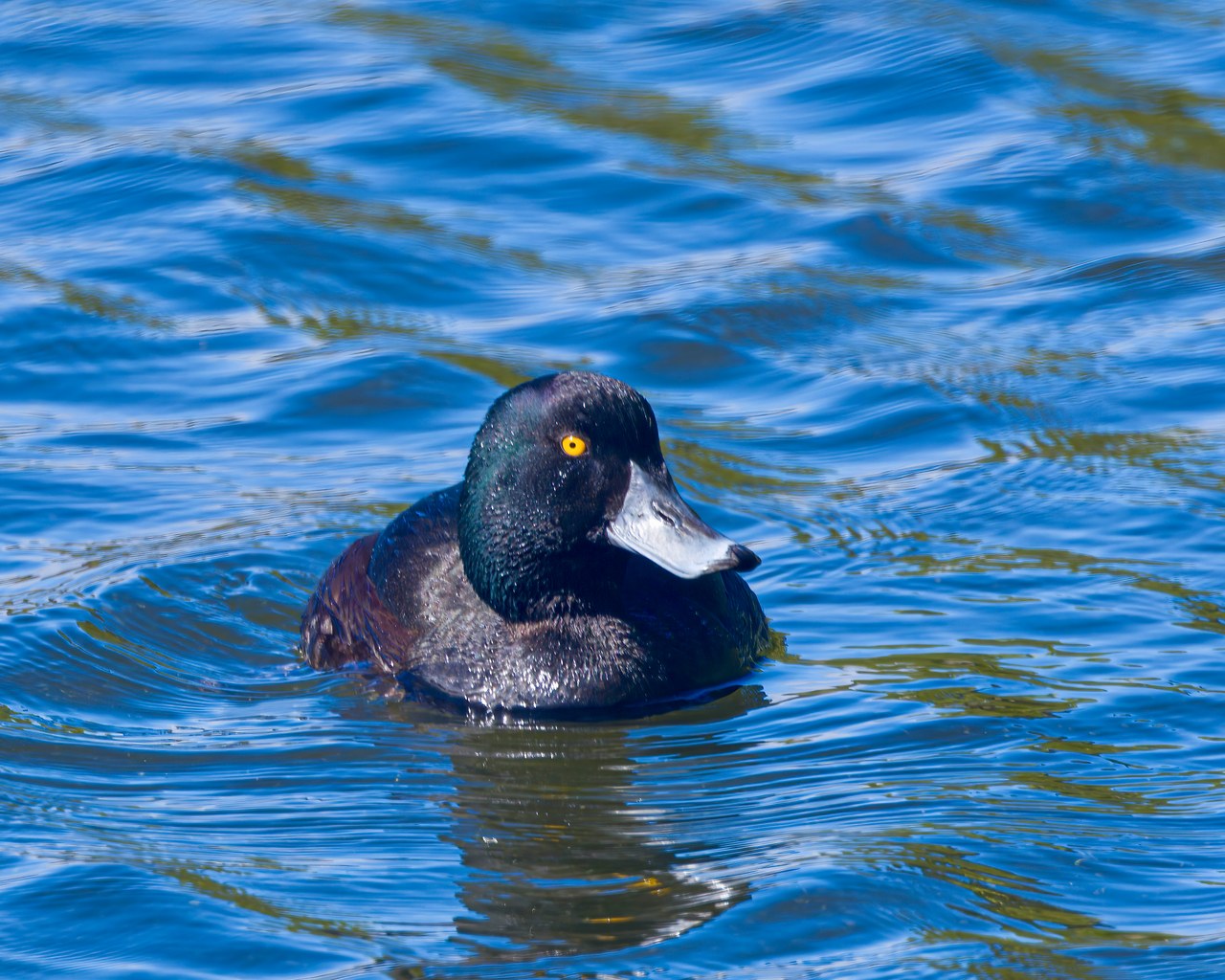 New Zealand Scaup swimming on blue water at Zealandia.