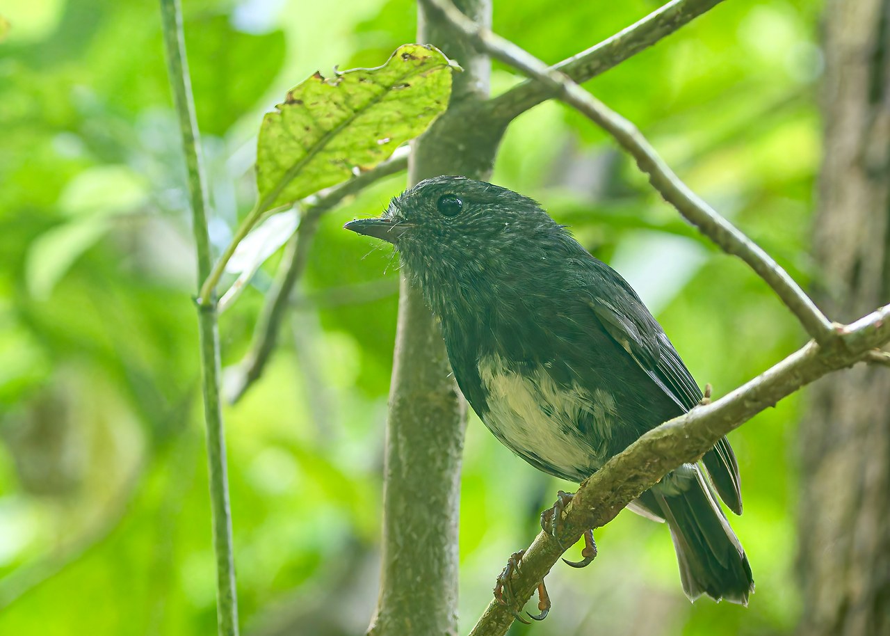 North Island Robin perched low in the forest at Zealandia Ecosanctuary in Wellington, New Zealand.