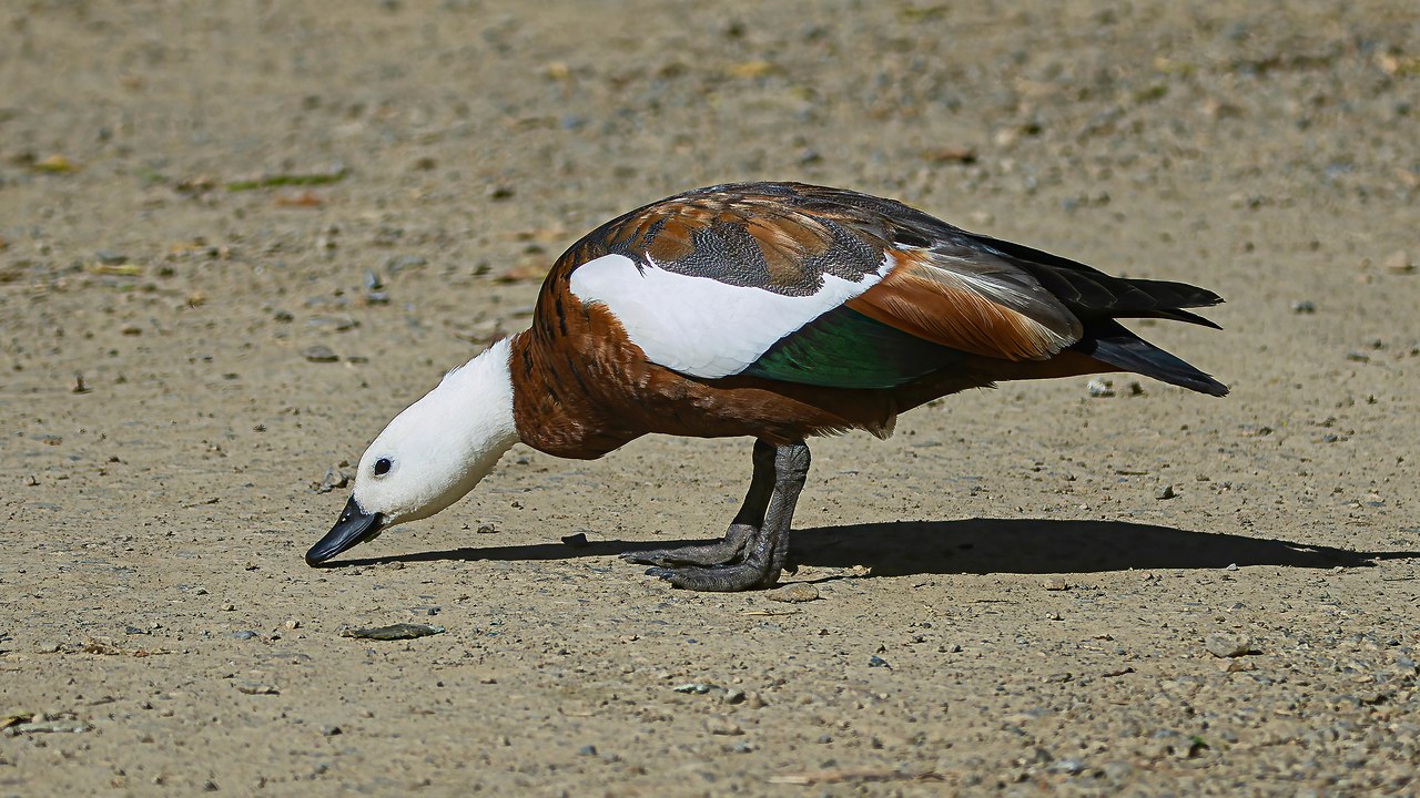 Paradise Shelduck walking on ground at Zealandia.