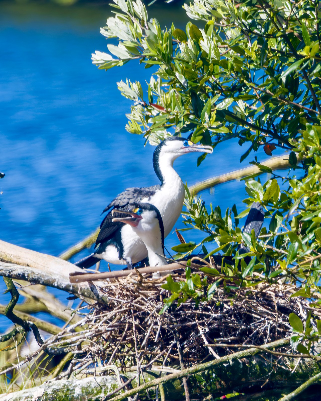 Pied Cormorants nesting near the water at Zealandia.