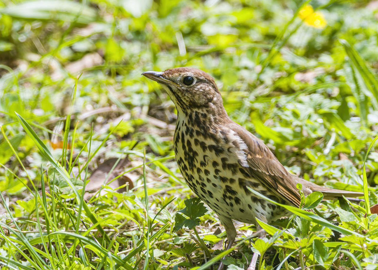 Song Thrush standing in green grass at Wellington Botanic Garden.