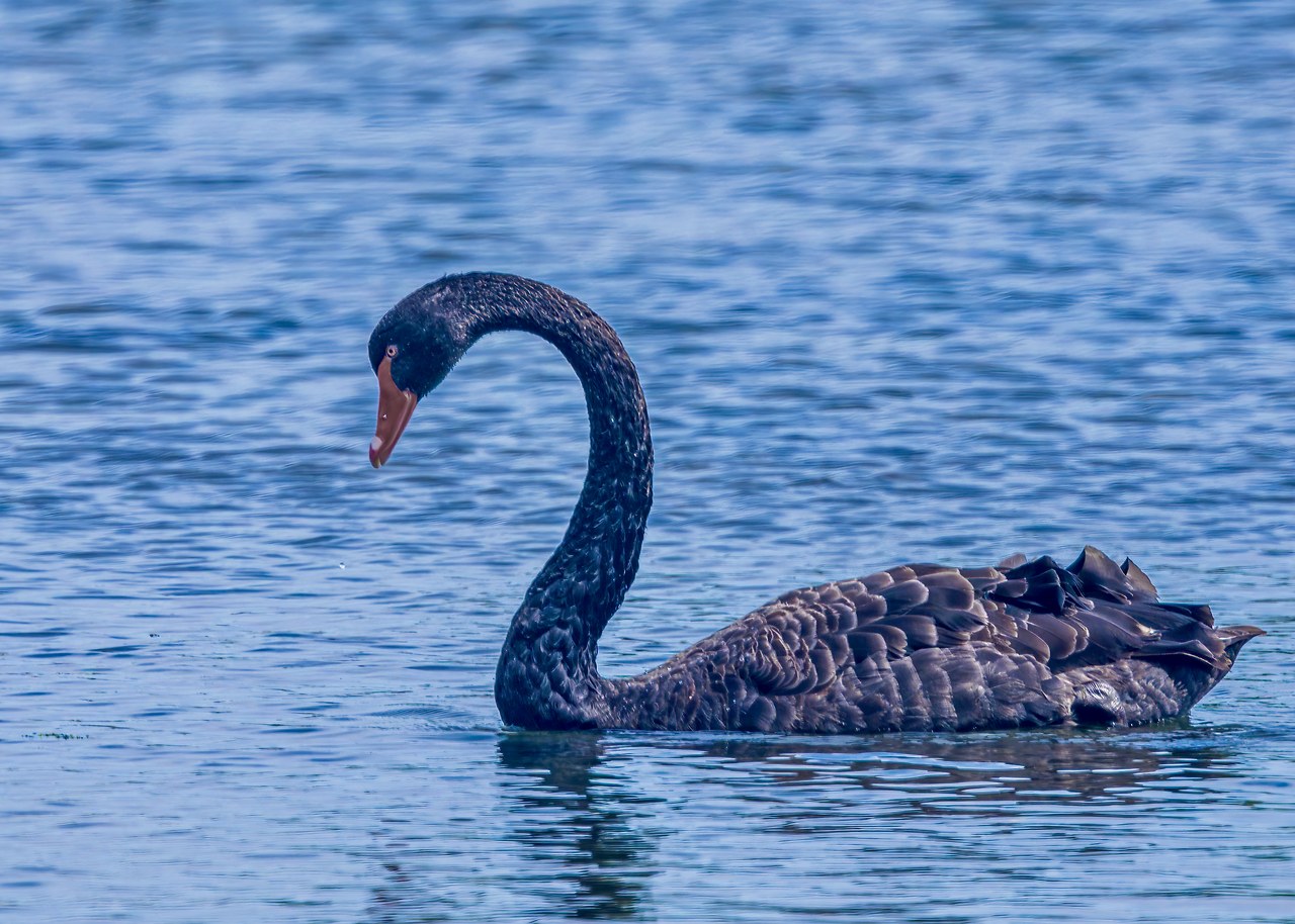 Black Swans swimming on the Hutt River delta near Lower Hutt, New Zealand.
