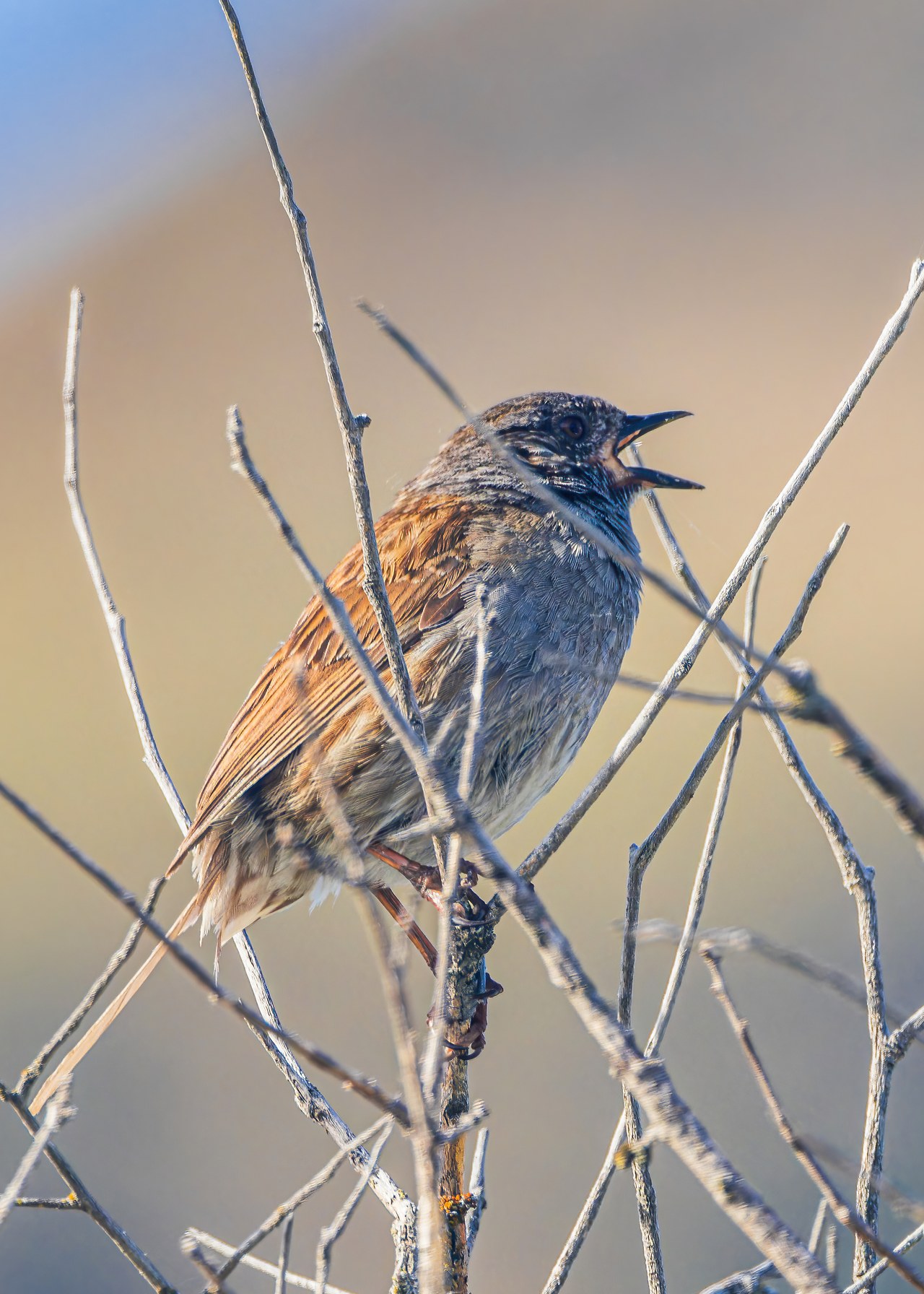 Dunnock perched in dry brush near Queenstown Airport before the flight to Wellington.