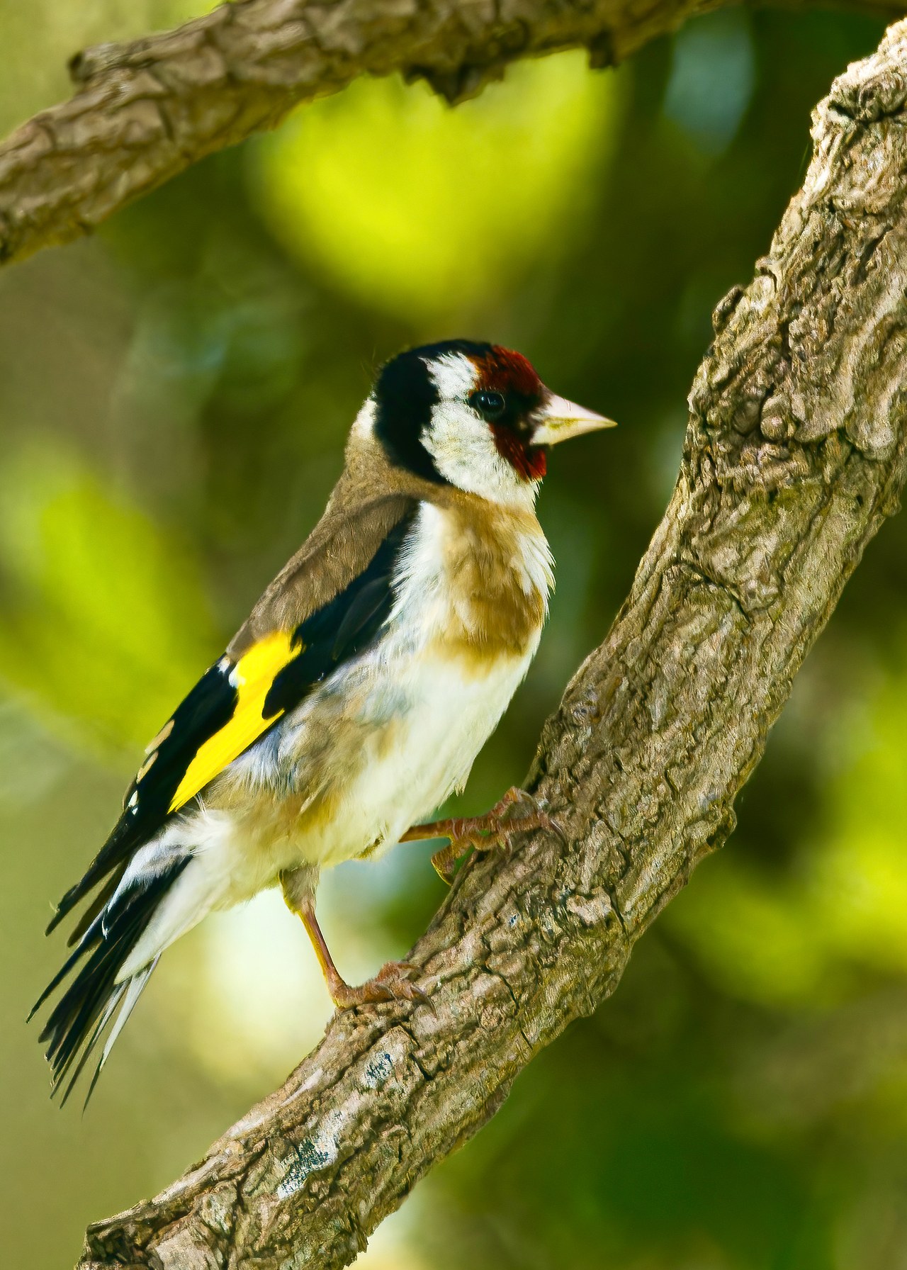 European Goldfinch perched near the path in Lower Hutt.