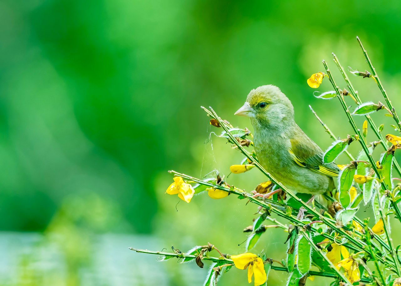 European Greenfinch perched among bright green foliage and yellow flowers at Mount Victoria in Wellington, New Zealand.