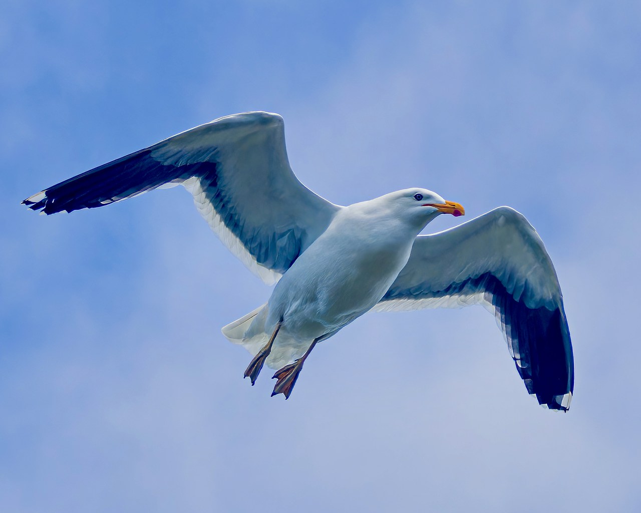 Kelp Gull soaring overhead near Mount Victoria in Wellington, New Zealand.