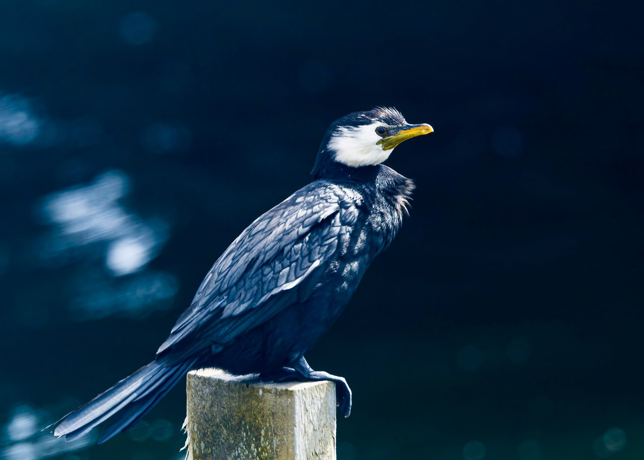 Little Pied Cormorant perched near the Hutt River in Lower Hutt.