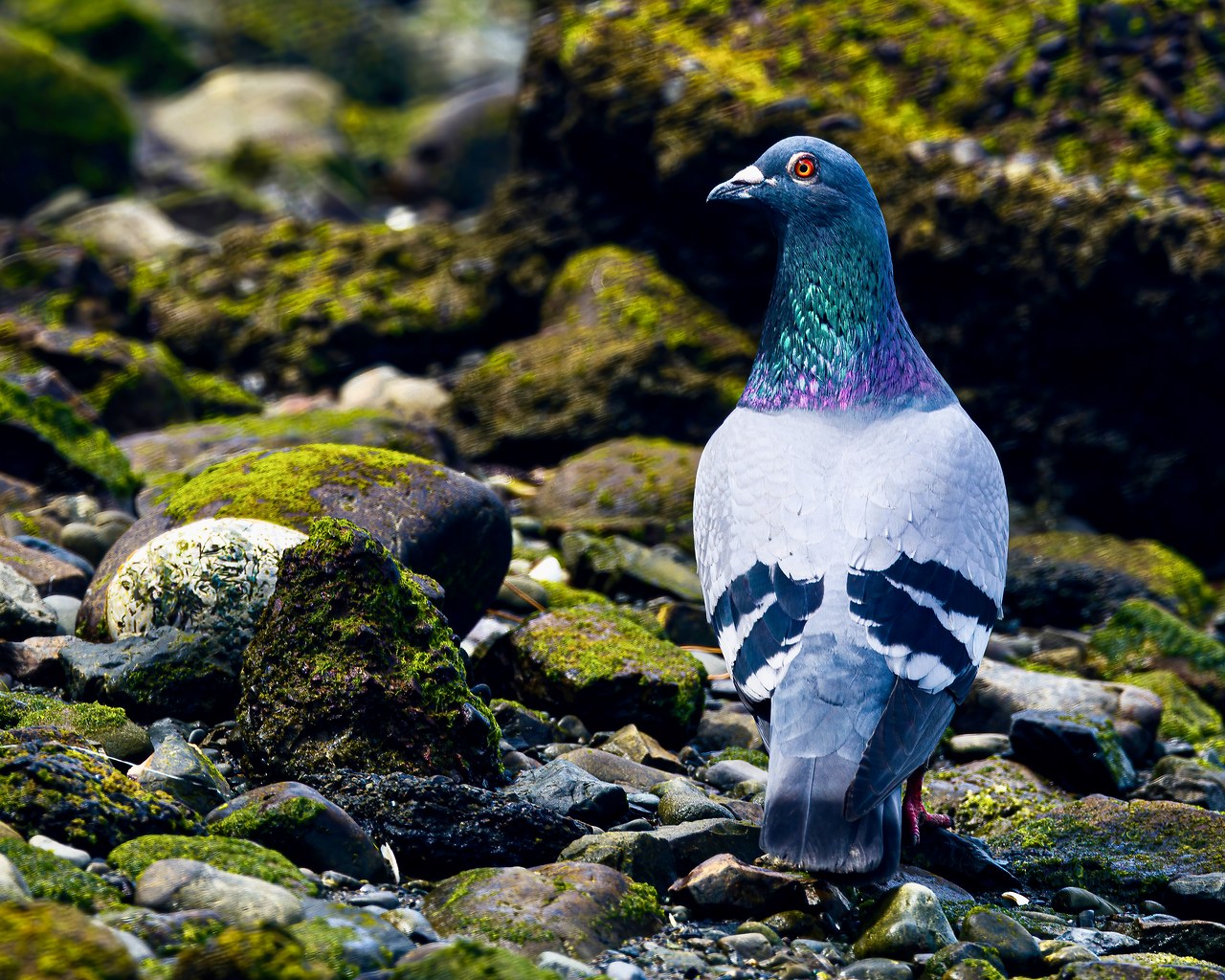 Rock Pigeon standing among mossy shoreline rocks in Wellington, New Zealand.