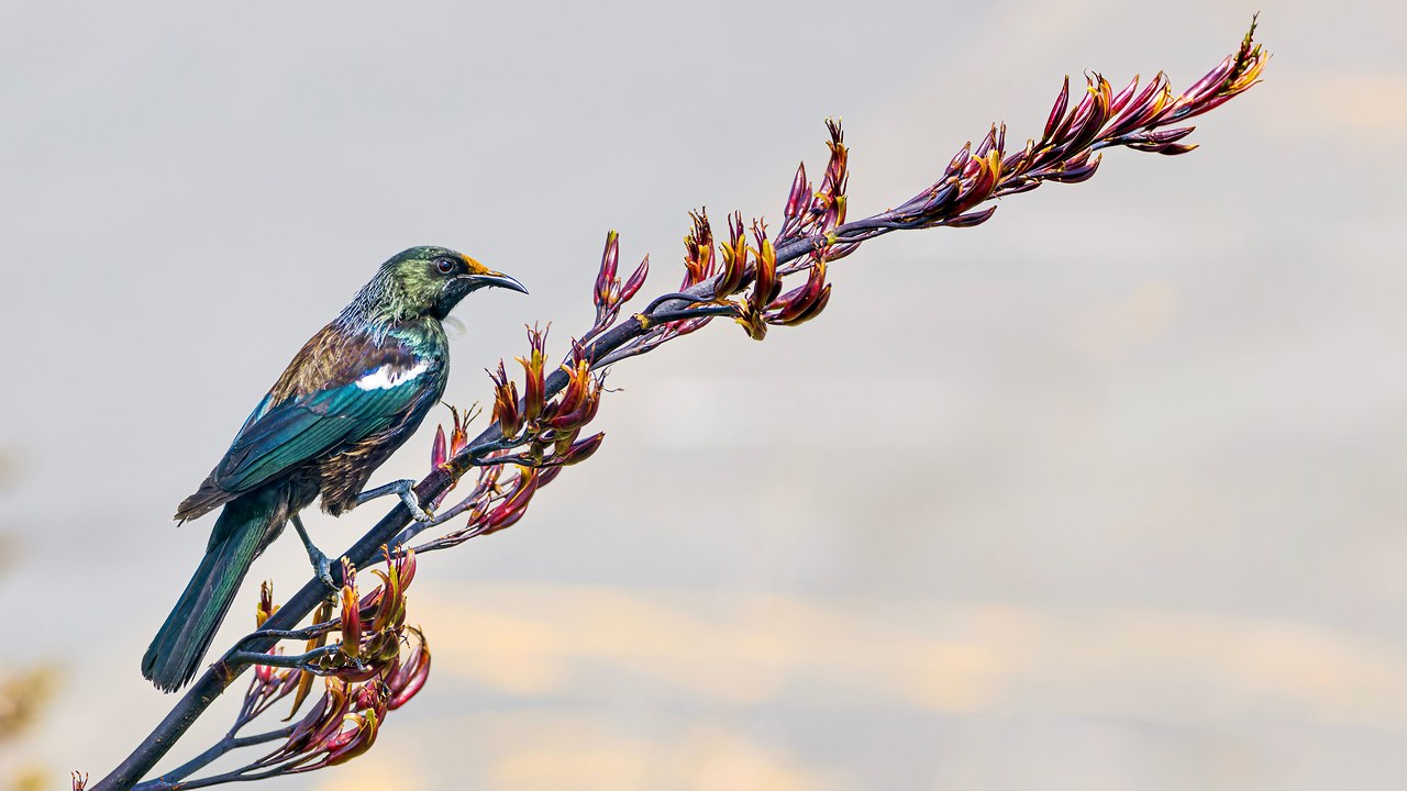 Tūī perched on a flax flower stalk at Mount Victoria in Wellington, New Zealand.
