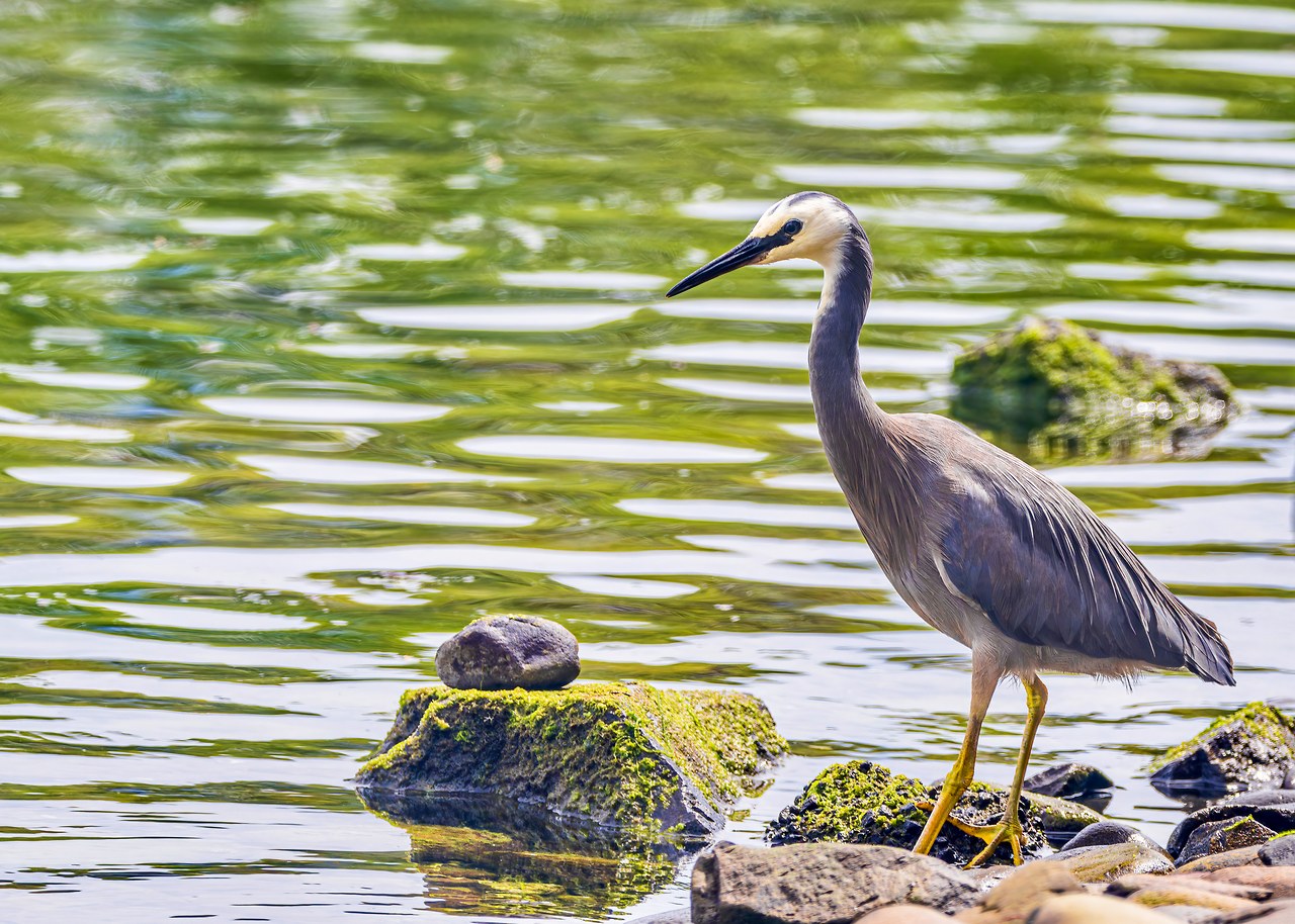 White-faced Heron standing on rocks along the Hutt River shoreline near Lower Hutt, New Zealand.
