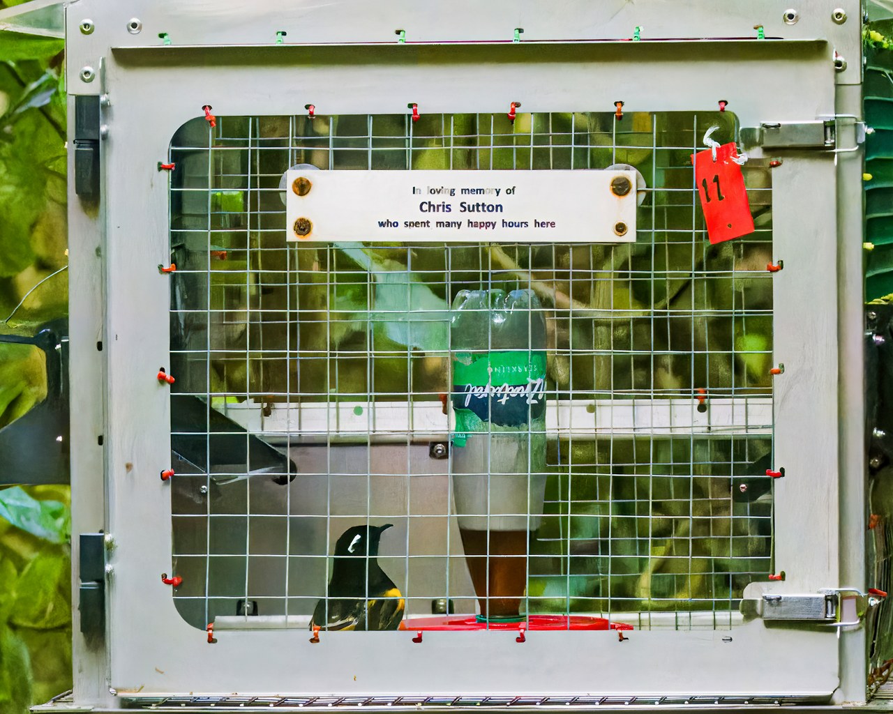 A Hihi (Stitchbird) visiting a monitoring station inside Zealandia where conservation staff identify and band individual birds.
