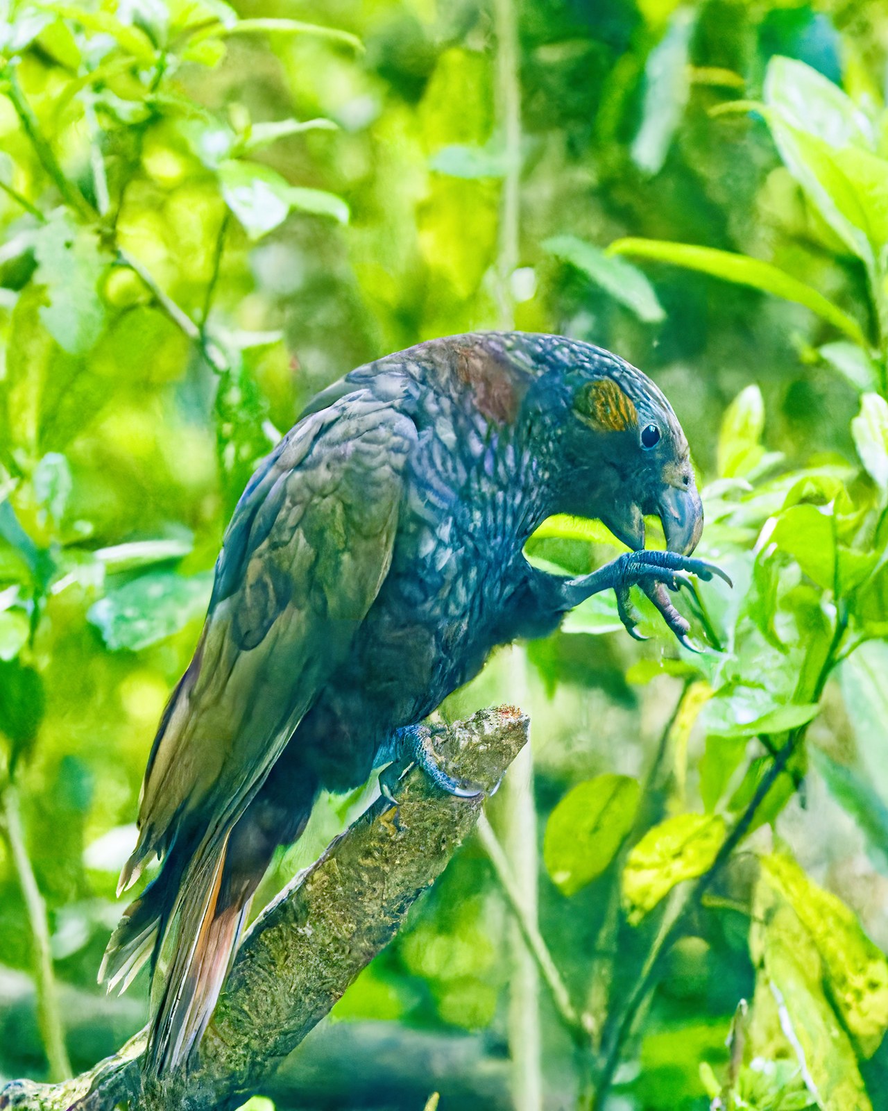 A Kākā using its powerful foot while feeding in Zealandia.