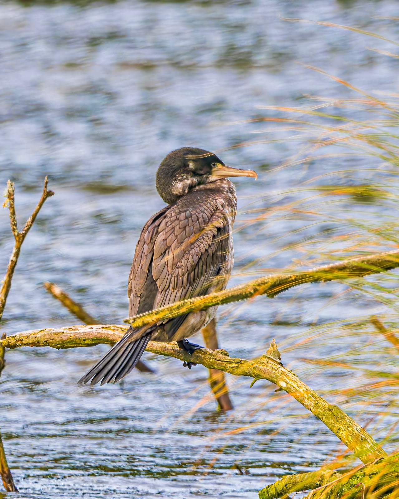 Pied Shag perched beside the lake at Zealandia.