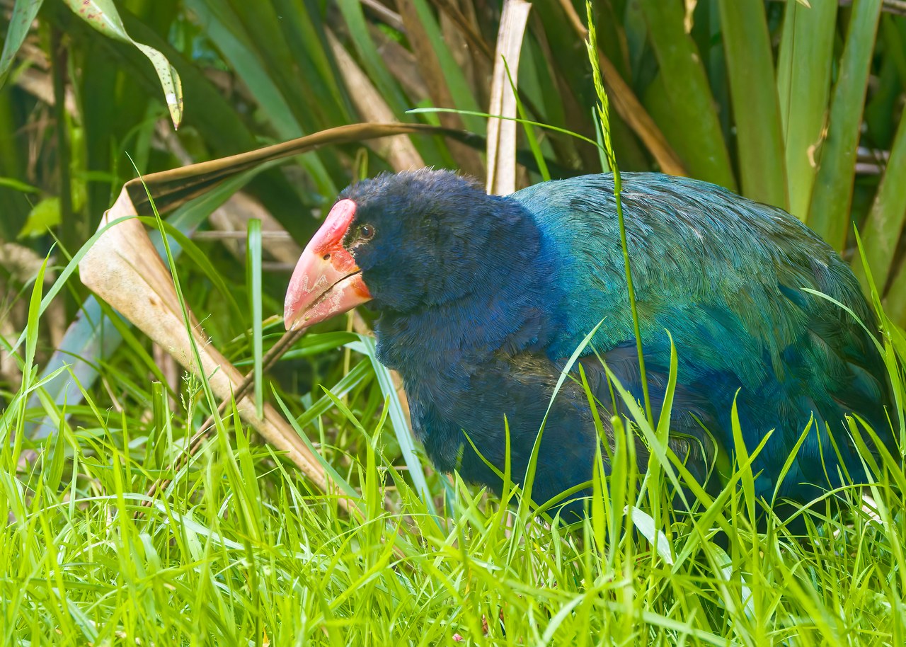 Takahē walking through grass at Zealandia in Wellington, New Zealand.