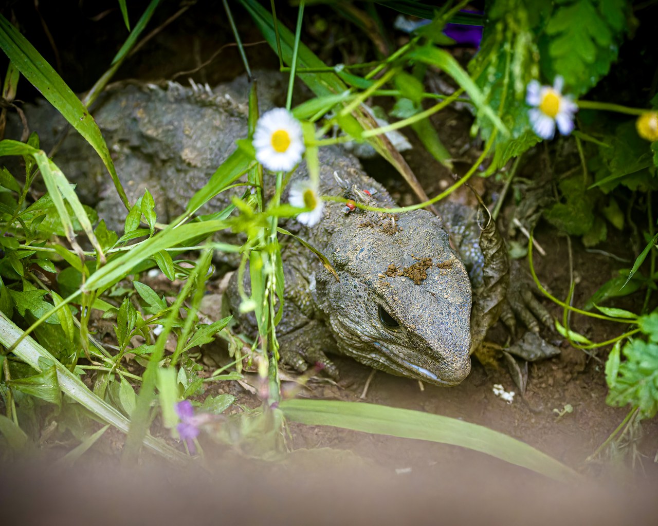 Tuatara resting among vegetation.
