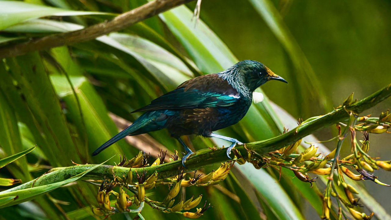 A Tūī feeding among New Zealand flax flowers at Zealandia.
