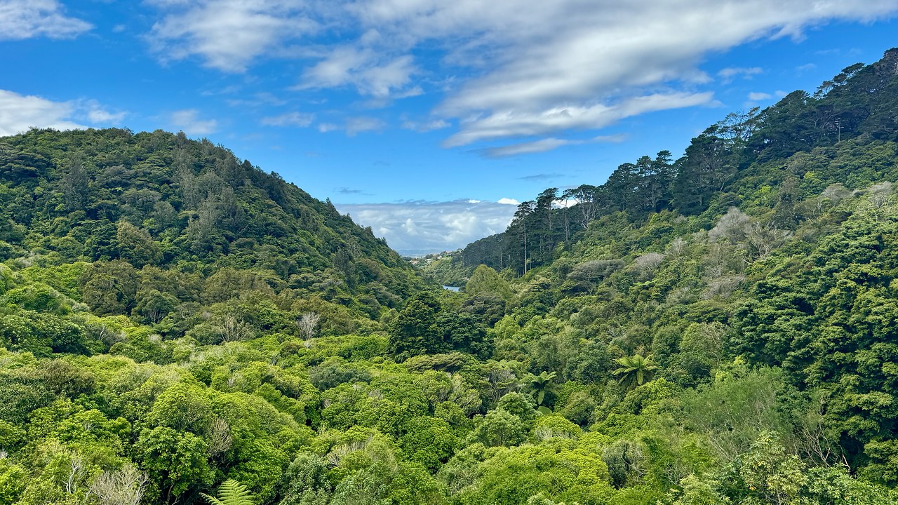 Looking across the restored Zealandia valley in Wellington, New Zealand.