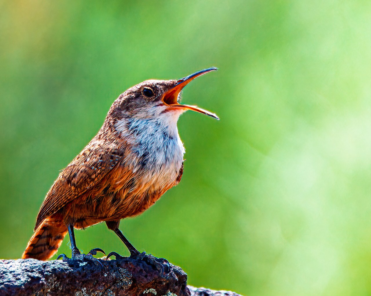Canyon Wren singing from a sunlit rock with a soft green background