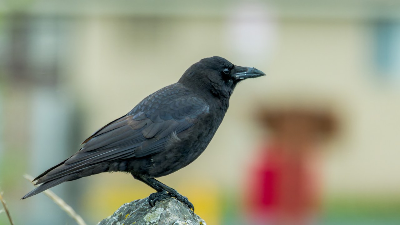 American Crow perched on a rock in profile, glossy black against a softly blurred background