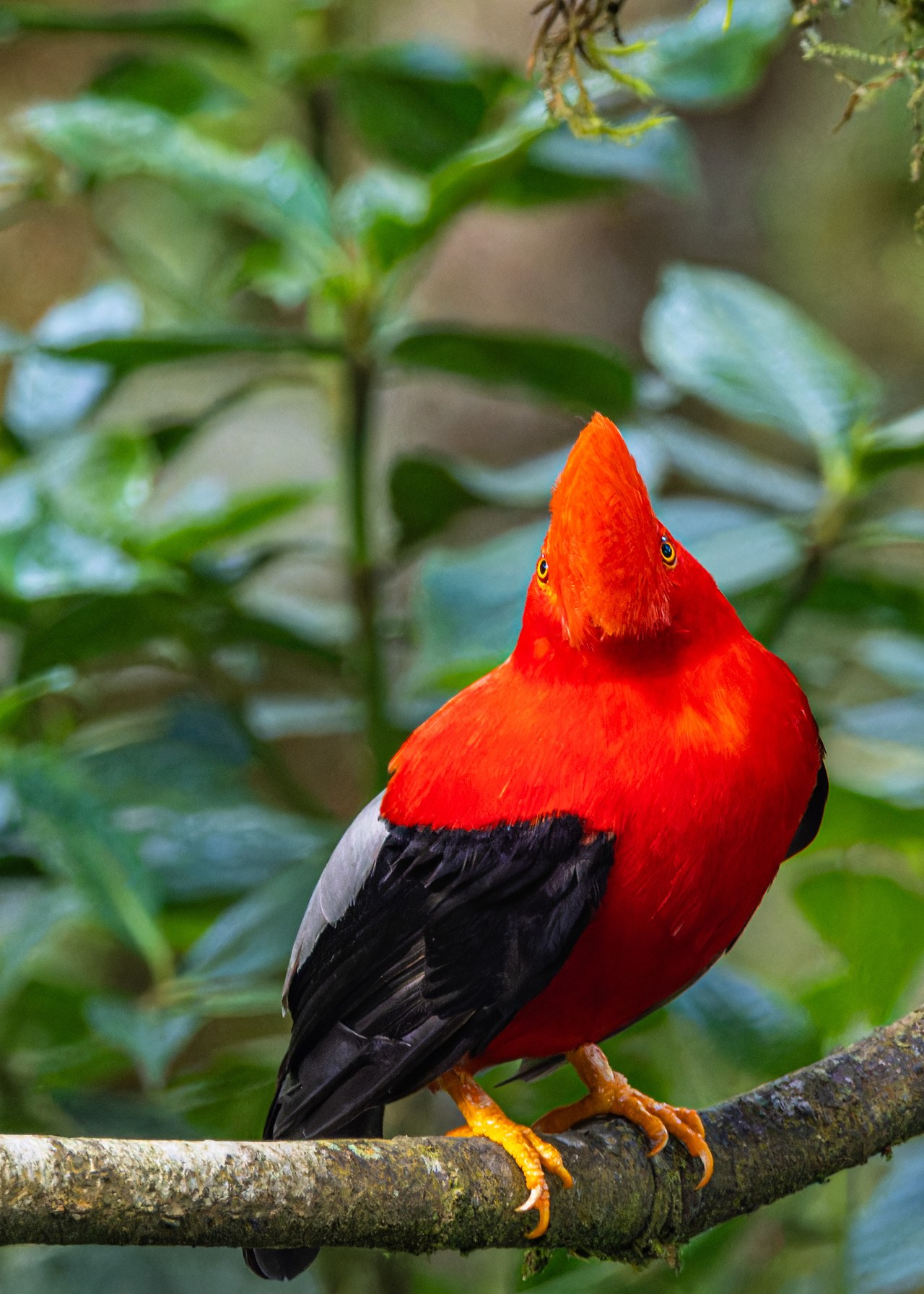 Male Andean Cock-of-the-rock perched on a branch in profile, its bright red-orange crest sweeping forward over its bill, black wings folded