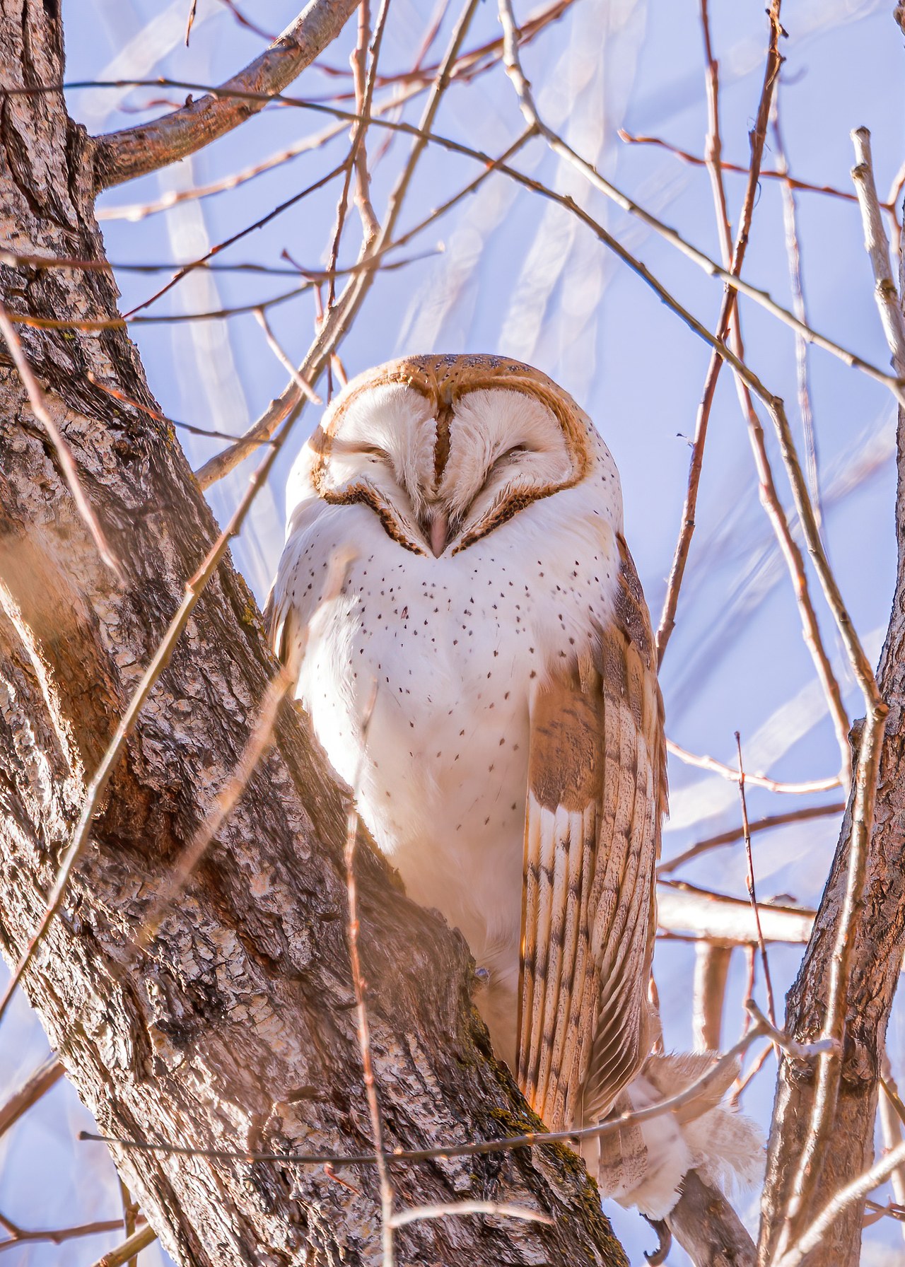 Barn Owl roosting in a leafless tree, its pale heart-shaped face turned toward the camera with eyes nearly closed