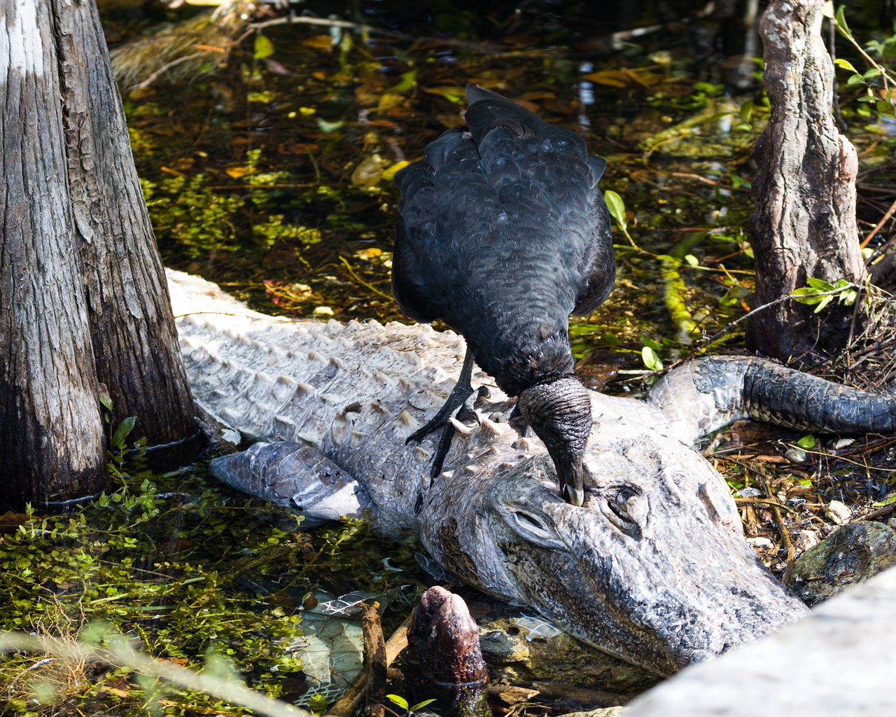 Black Vulture standing on the head of a dead American Alligator in shallow swamp water, its bare gray head bent down to feed
