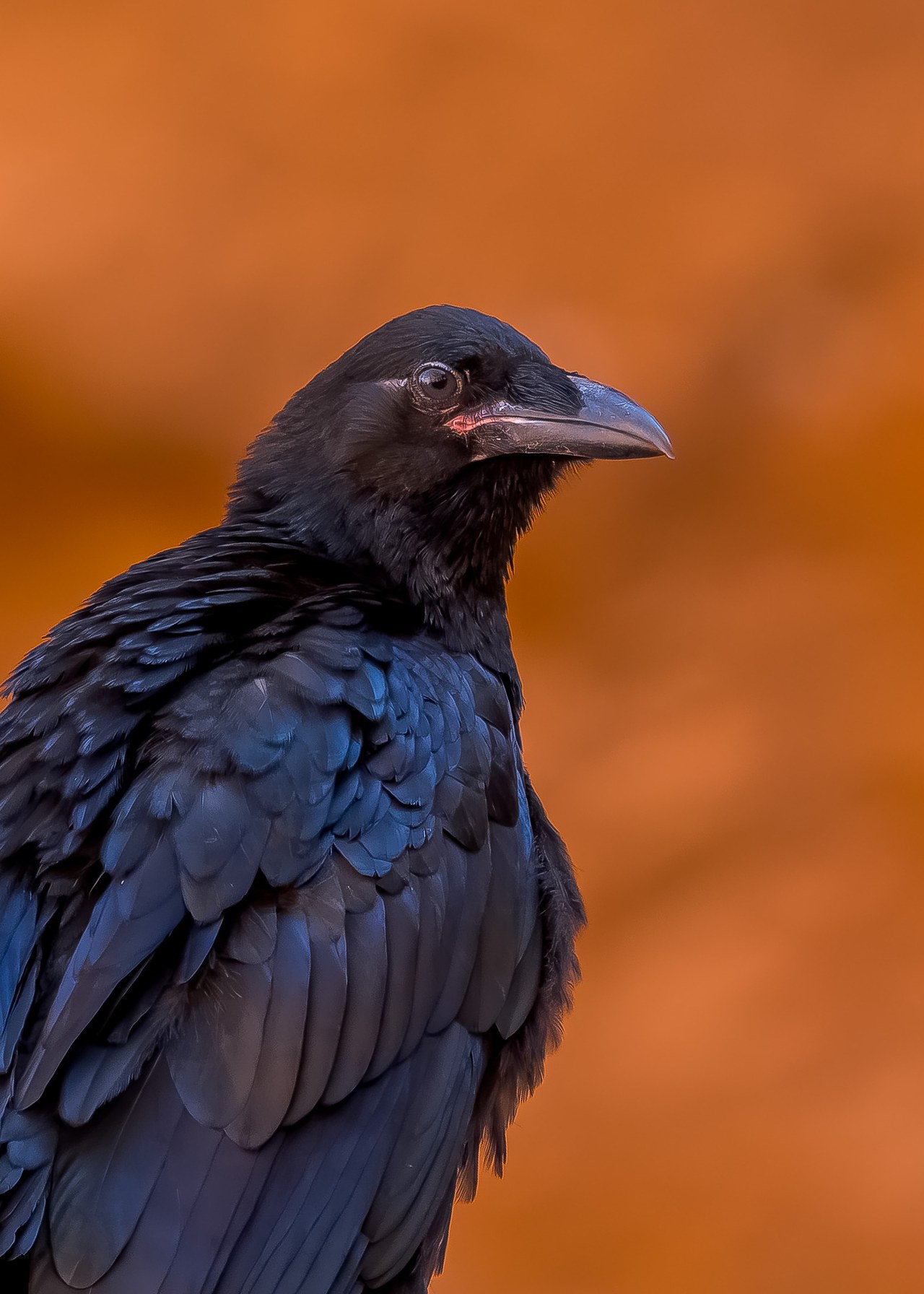 Head-and-shoulders portrait of a glossy blue-black Common Raven against a blurred red-orange rock background, its heavy bill pointing right