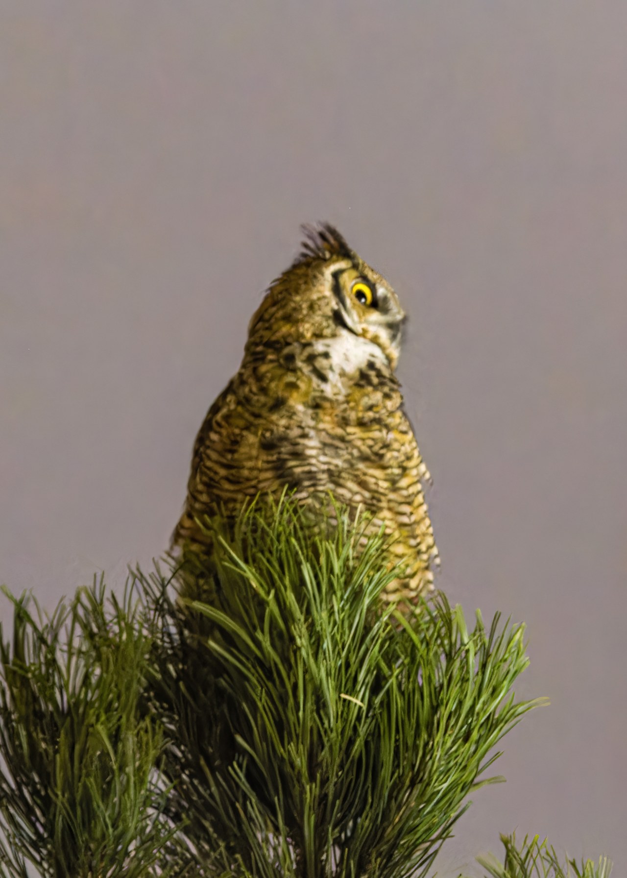 Great Horned Owl perched at the top of a pine tree at night against a plain gray sky