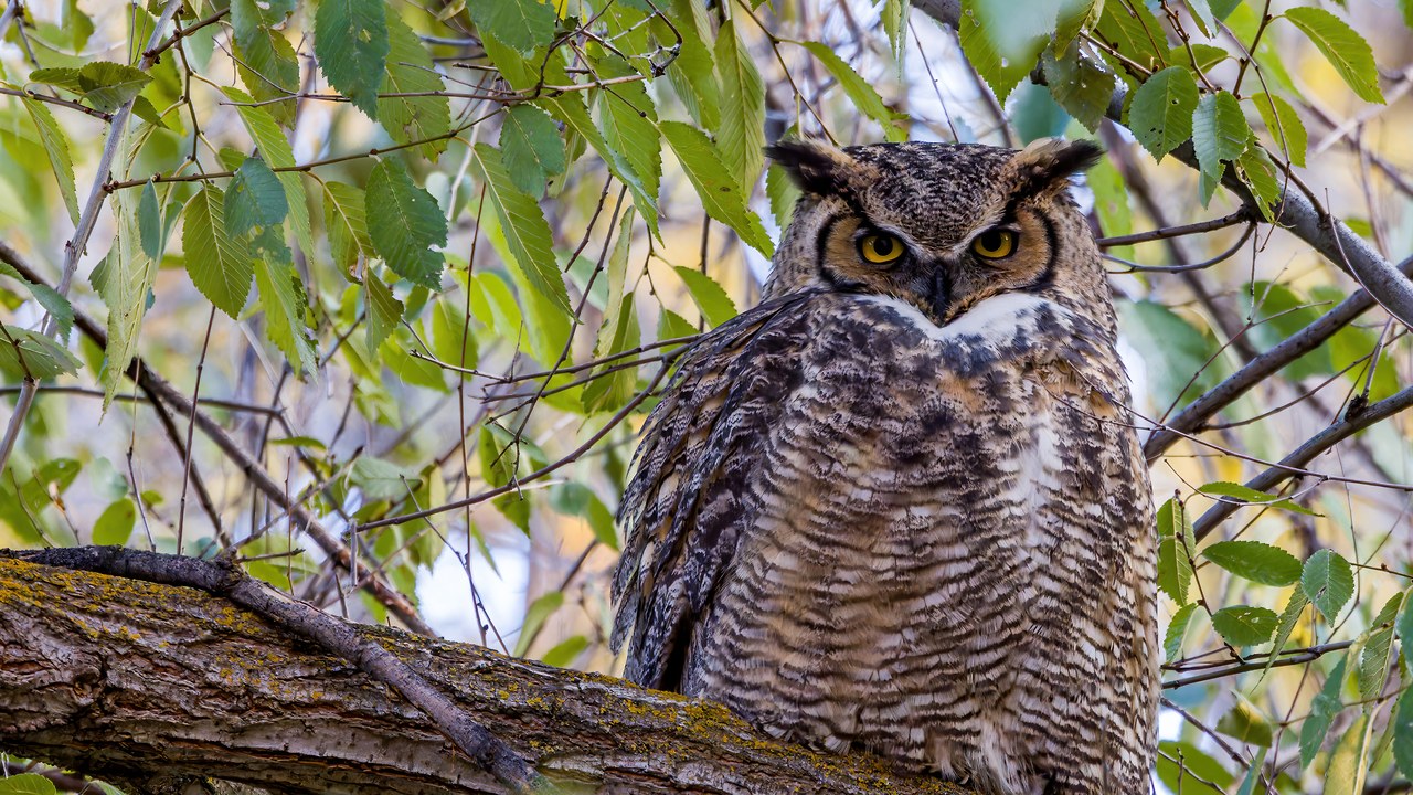 Great Horned Owl staring at the camera from a leafy tangle of branches, ear tufts raised and yellow eyes wide open