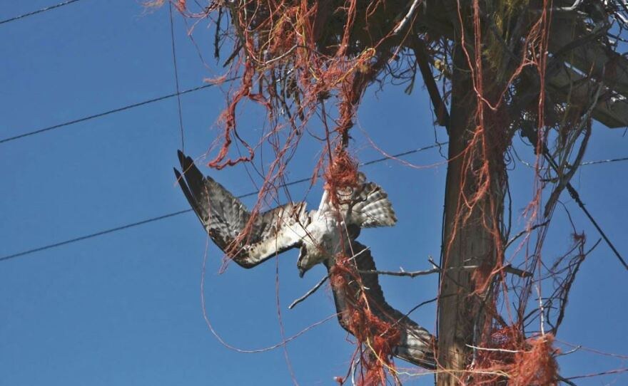 An osprey entangled in baling twine collected from nesting material