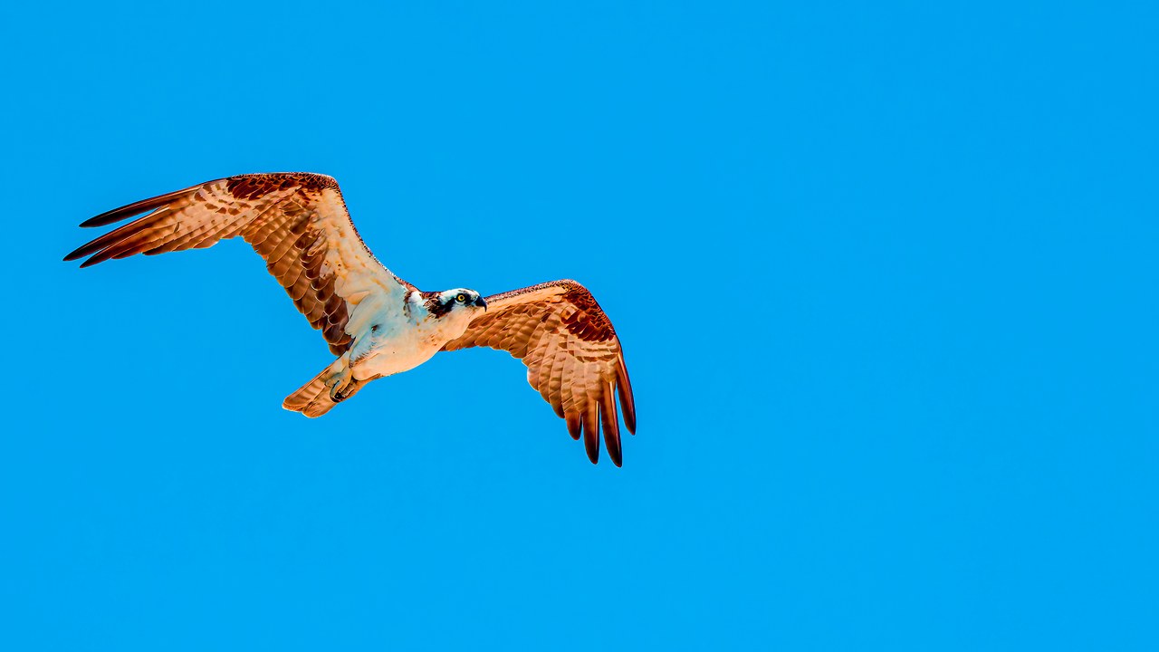 An osprey soaring over Utah with its wings fully extended