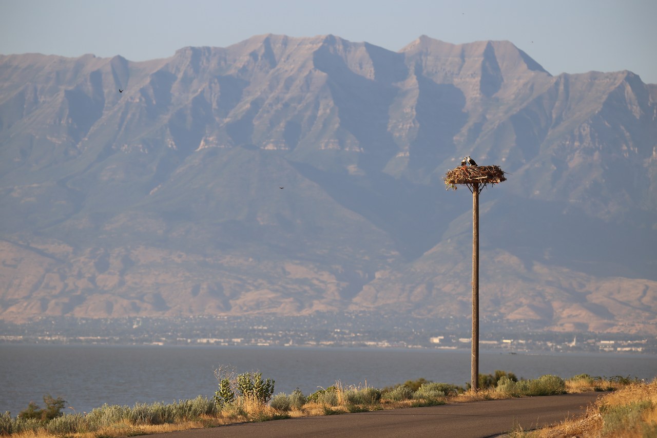A pair of ospreys nesting on a platform overlooking Utah Lake and the Wasatch Mountains