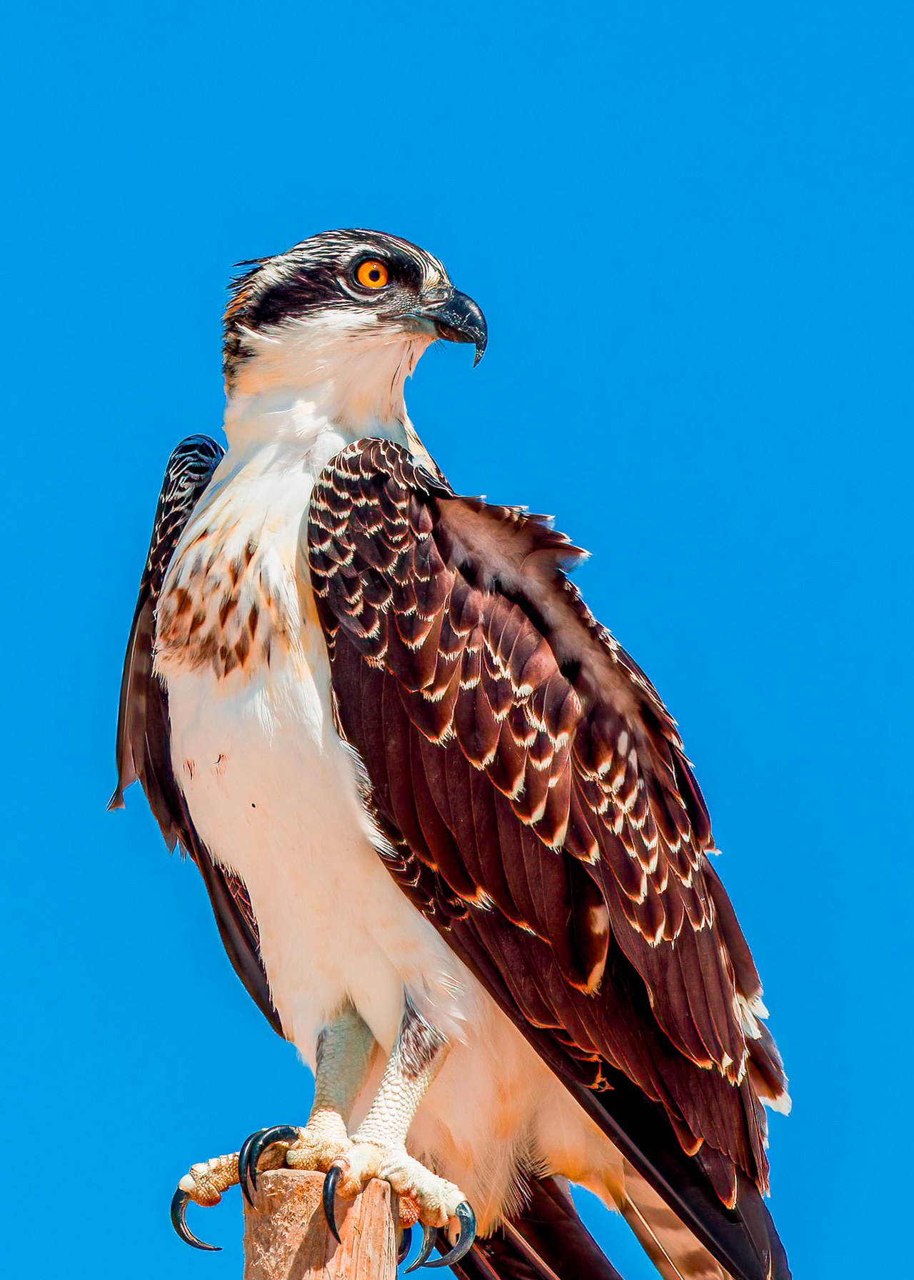 Close portrait of an osprey showing its distinctive yellow eye and feather detail