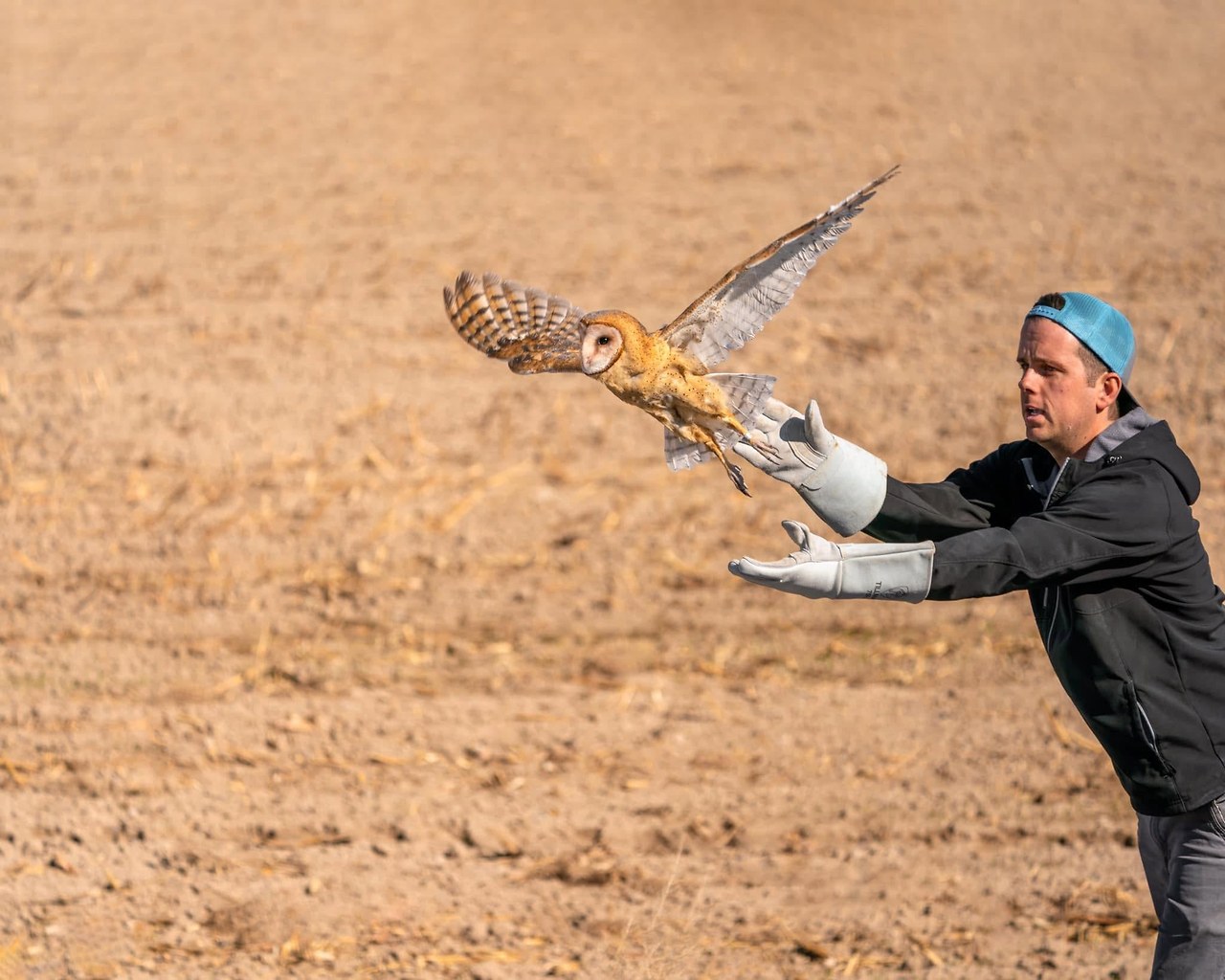 Parker Boyack releasing a rehabilitated Barn Owl back into the wild