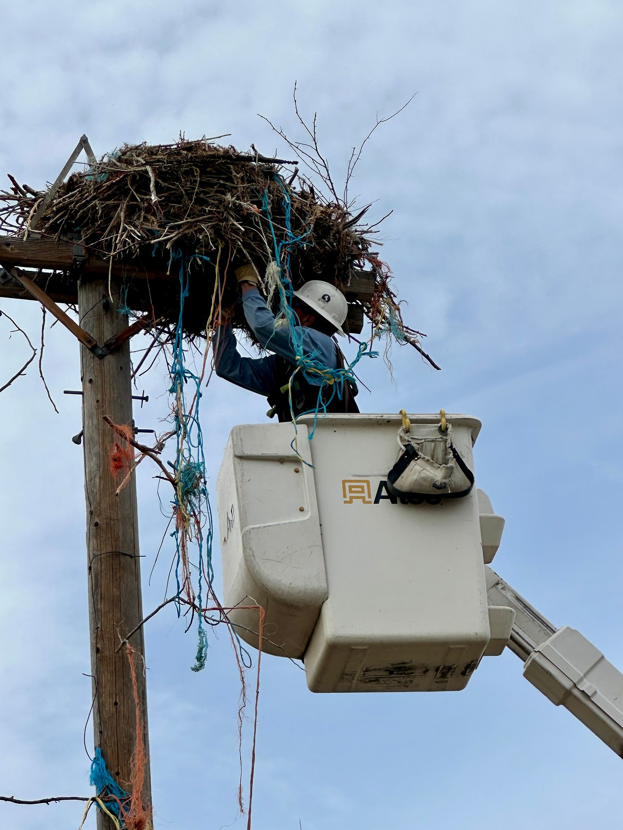 Parker Boyack removing baling twine from an osprey nest in Utah