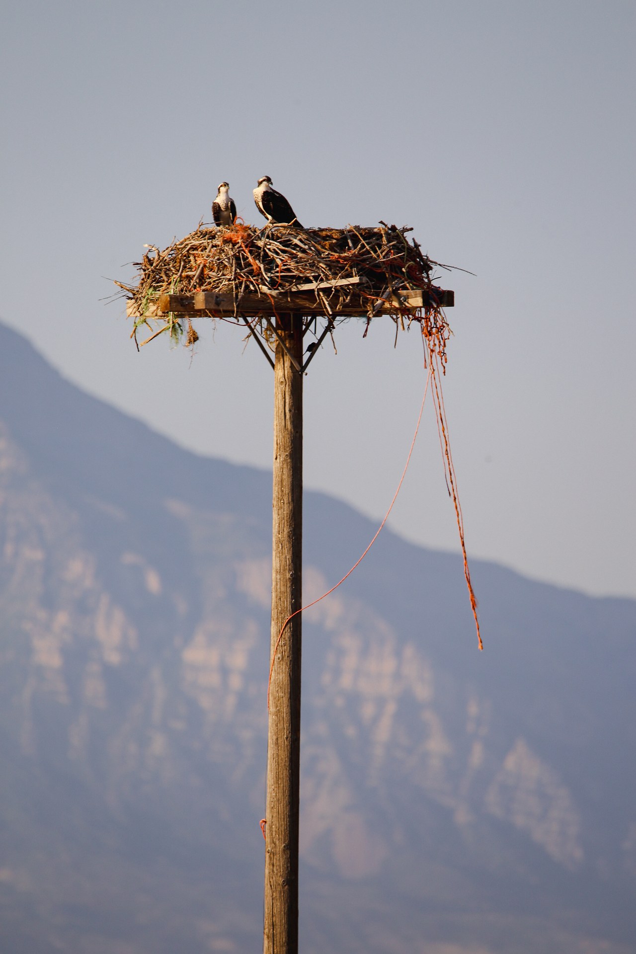 An osprey nest containing large amounts of baling twine