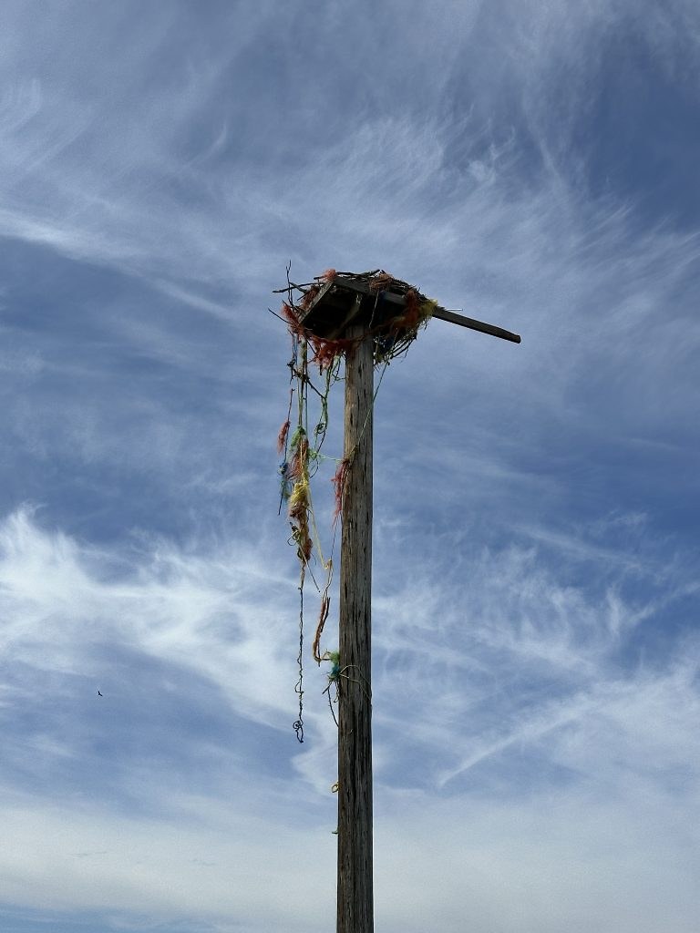 An osprey nest containing large amounts of baling twine