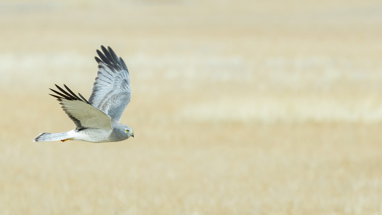 Northern Harrier (gray ghost) gliding low over open grassland.