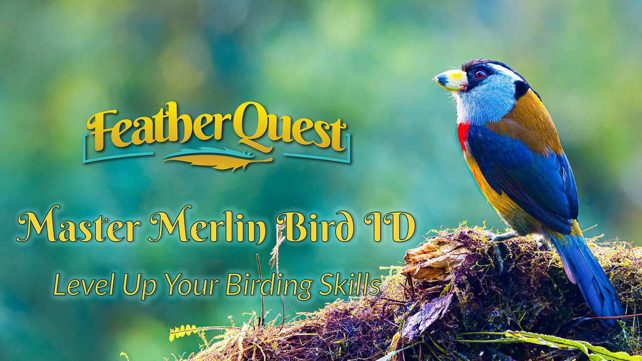 Toucan Barbet perched on a mossy log in Ecuador, with a FeatherQuest title graphic about using Merlin Bird ID