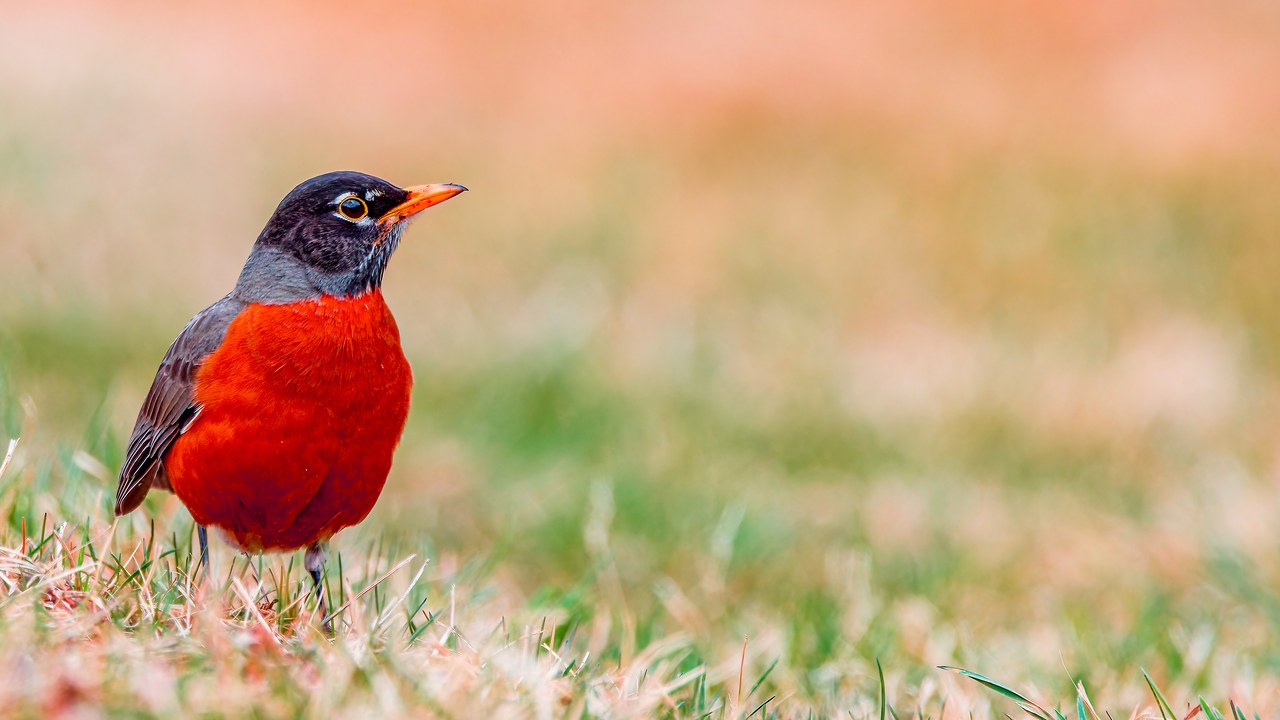 American Robin perched in soft natural light
