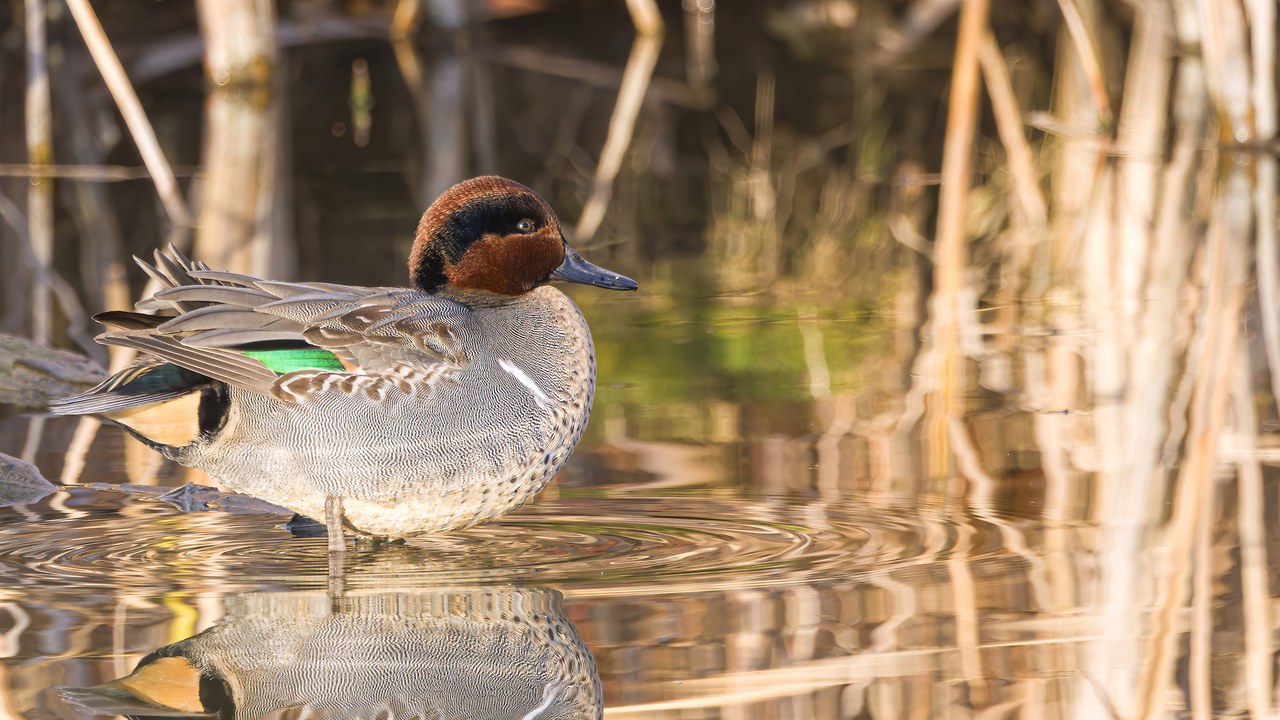 Green-winged Teal standing in shallow water with reflection